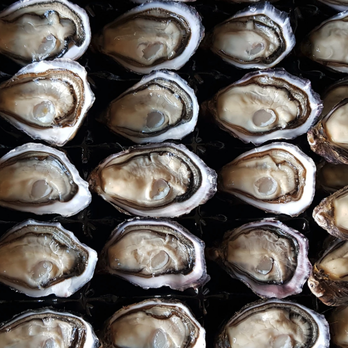 Marlborough Oysters (Dozen)